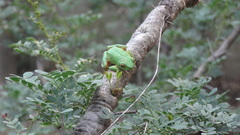 Hyperolius tuberilinguis