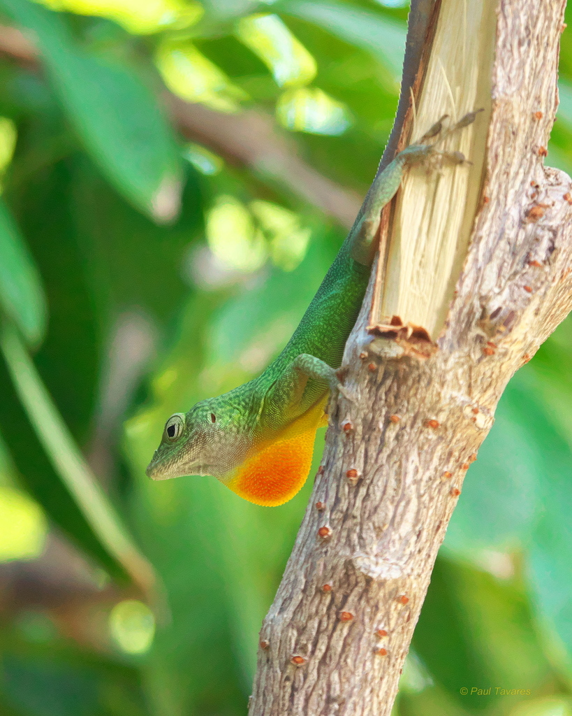 Graham's Anole