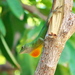 Graham's Anole - Photo (c) Paul Tavares, some rights reserved (CC BY-NC), uploaded by Paul Tavares