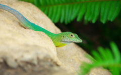 Anolis grahami