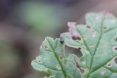 Longitarsus dorsalis