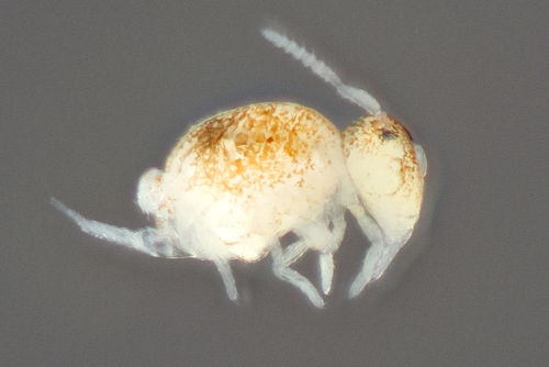 Representative image of Arrhopalitidae