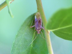 Phytocoris obsoletus