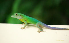 Anolis grahami
