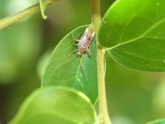 Phytocoris obsoletus