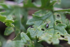 Longitarsus dorsalis