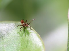 Leptoglossus chilensis