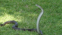 Dendroaspis polylepis