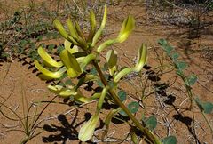 Astragalus flexus