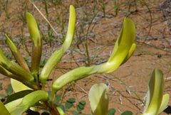 Astragalus flexus