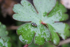 Longitarsus dorsalis