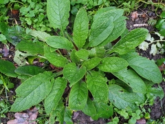 Pentaglottis sempervirens