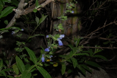 Salvia sucrensis