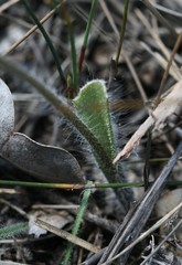 Caladenia pectinata