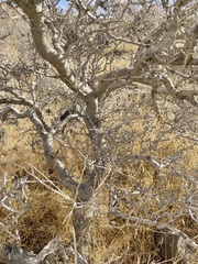 Psorothamnus arborescens