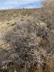 Psorothamnus arborescens