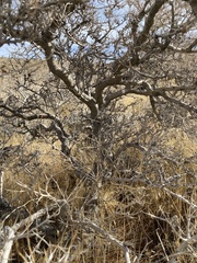 Psorothamnus arborescens