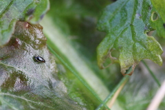 Longitarsus dorsalis