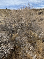 Psorothamnus arborescens