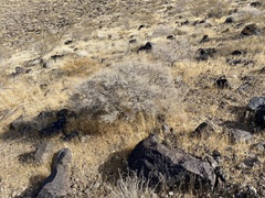 Psorothamnus arborescens