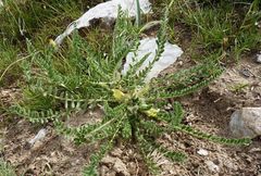 Astragalus floccosifolius