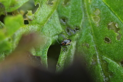 Longitarsus dorsalis