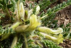 Astragalus floccosifolius