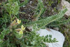 Astragalus floccosifolius