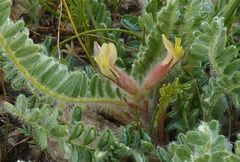 Astragalus floccosifolius