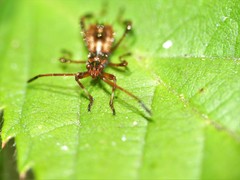 Leptoglossus chilensis