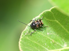 Mylassa crassicollis