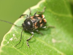 Mylassa crassicollis