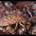 Entomobryidae - Photo (c) Christophe Quintin, algunos derechos reservados (CC BY-NC)