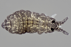 Neanuroidea