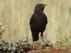 Myrmecocichla aethiops