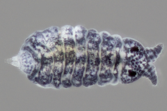Odontellidae
