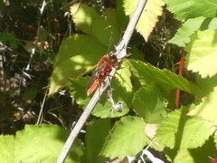 Sphex latreillei