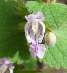 Lamium garganicum