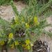 Astragalus floccosifolius - Photo (c) lougarou, vissa rättigheter förbehållna (CC BY-NC), uppladdad av lougarou