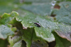 Longitarsus dorsalis