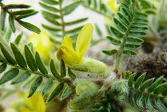 Astragalus floccosifolius