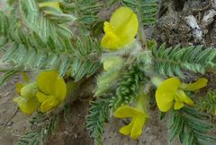Astragalus floccosifolius
