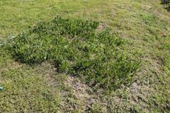 Senecio ruwenzoriensis