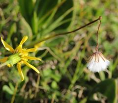 Senecio ruwenzoriensis