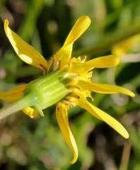 Senecio ruwenzoriensis