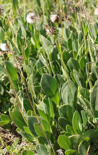 Senecio ruwenzoriensis S.Moore