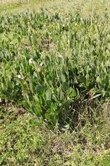 Senecio ruwenzoriensis