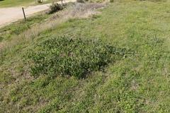 Senecio ruwenzoriensis