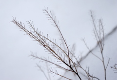 Lepidium ruderale