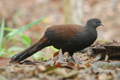 Polyplectron inopinatum